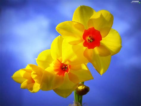 Yellow Narcissus Flowers Wallpapers 2195x1645
