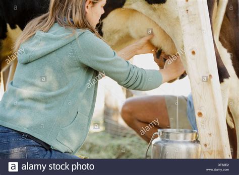 Milking Cow Stock Photos Milking Cow Stock Images Alamy
