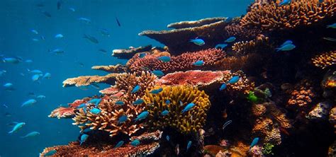 A Heartfelt Tribute To The Great Barrier Reef Which Is Dying An