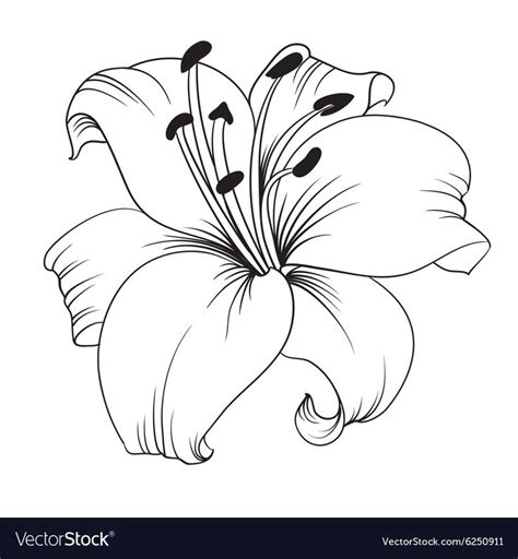 White Lily Royalty Free Vector Image VectorStock Flower Drawing