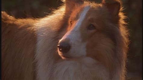 Lassie 1994 90s Films Image 23523055 Fanpop