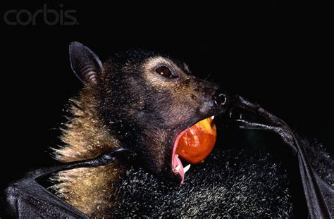 Amazing Animals Pictures The Terrifying Spectacled Flying Fox