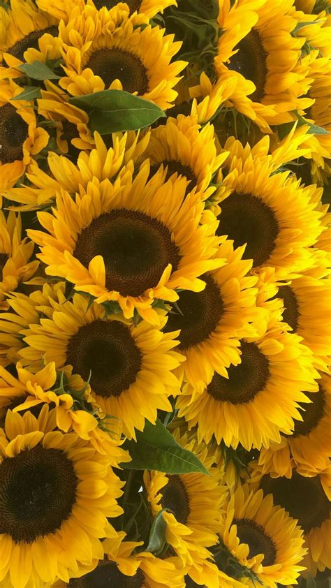 Girasol🌻🌻 Tumblr Wallpaper Wallpaper Backgrounds Cute Wallpapers