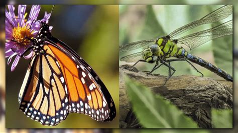 Butterfly Vs Dragonfly Competing Bugs Battle For State Insect Title