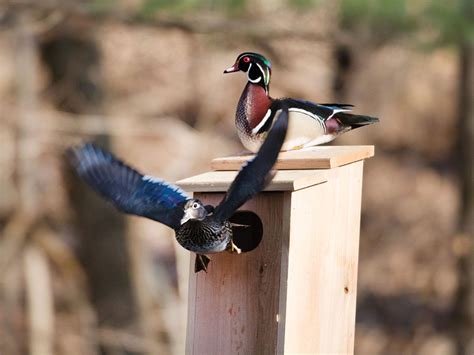 How To Build A Duck Nest Box Nesting Boxes Wood Ducks Duck