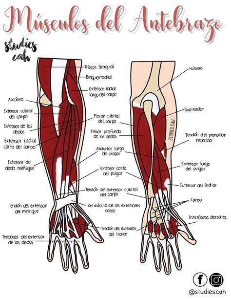 Músculos Del Antebrazo Anatomía Médica Anatomía Anatomia Y
