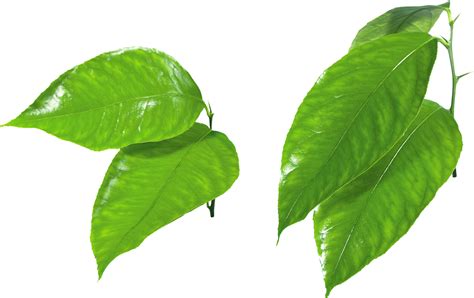 Green Leaf Png Clipart Png All Png All
