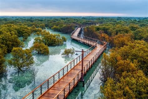 Jubail Mangrove Park Abu Dhabi Is The Perfect Sanctuary To Visit This