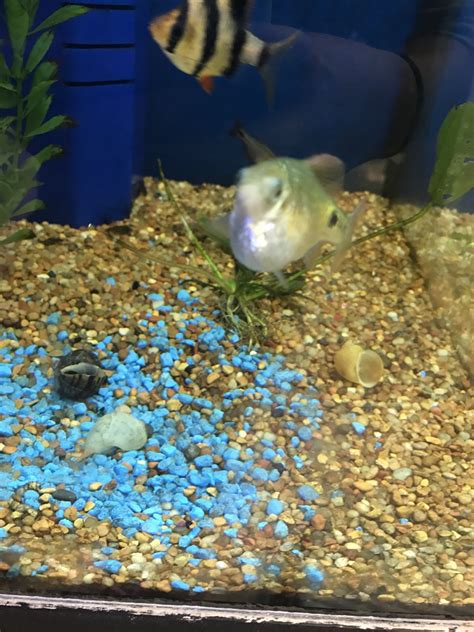 Island pets aquarium & services | vancouver's largest aquatic pet specialty store. I Just Bought This Fish From A Pet Store But It Was A ...