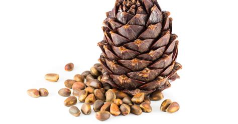 The Health Benefits Of Pine Nuts Facty Health