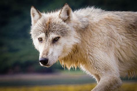 They are the wild ancestors and genetic source of all modern . New Era For Washington Wolves? State Wildlife Officials ...