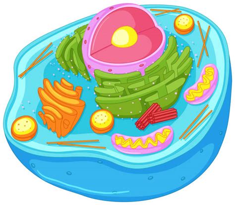 Clip Art Of Cell Wall Illustrations Royalty Free Vector Graphics