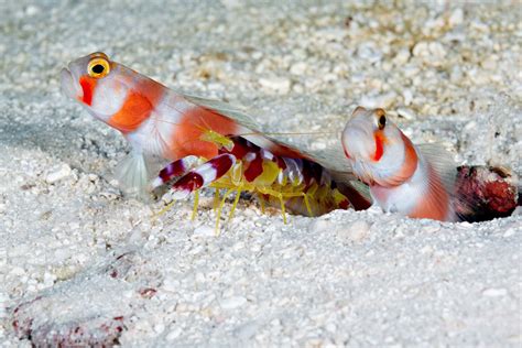 Pinkbar Goby Amblyeleotris Aurora Fish Pet Saltwater Aquarium Pets