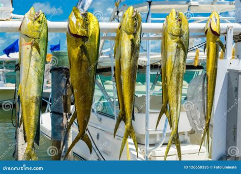 Fresh Dolphin Fish Stock Image Image Of Mahi Lifestyle 126650335