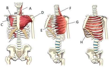 Muscles Of The Rib Cage Wall 2 Diagram Quizlet
