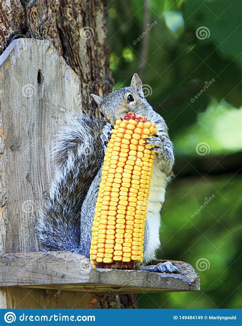 Grey Squirrel Eating Corn On The Cob Stock Image Image Of Wildlife