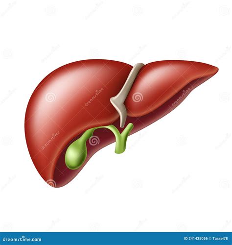 Realistic Liver Anatomy Structure Hepatic System Digestive