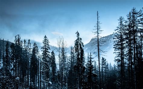 Download Wallpaper 3840x2400 Winter Forest Mountains Trees 4k Ultra