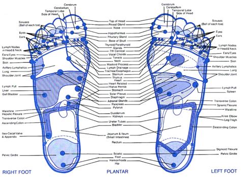 Free Printable Foot Reflexology Charts And Maps Pdf Best Collections
