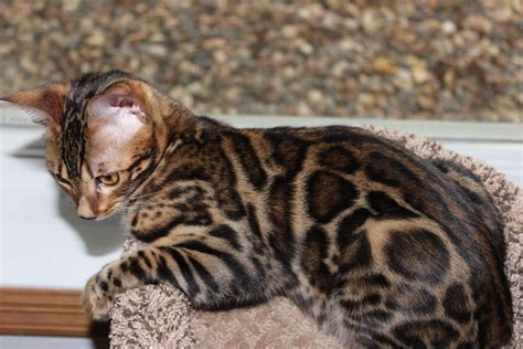 Available Bengal Kittens For Sale Available Bengal Cat For Sale