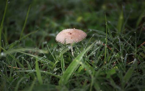 A White Mushroom And Drops Of Morning Dew Stock Photo Image Of