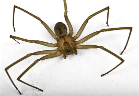 Spiders And Their Bites Wolf Spider