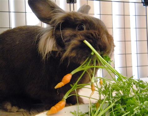 Can Rabbits Eat Carrot Leaves