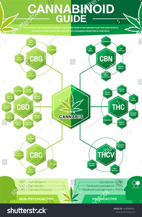 Vektor Stok Cannabinoid Guide Infographic Chart Show Main Tanpa