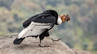 Il gigantesco condor delle Ande è capace di volare per ore senza ...