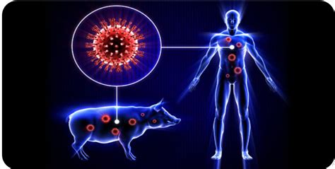 Swine Flu H1n1