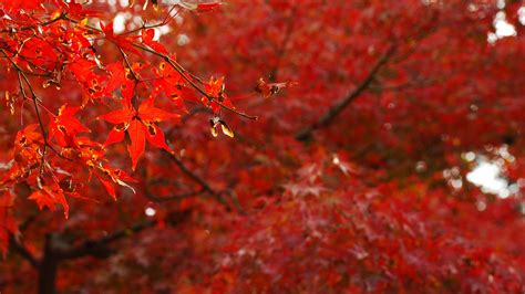 46 Japanese Maple Wallpaper Wallpapersafari