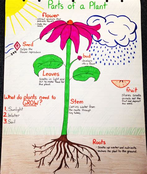 Parts Of A Plant Anchor Chart 1st Grade Science Kindergarten Science