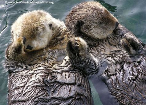 Otters Hold Hands While They Sleep So They Don T Drift Apart Pics