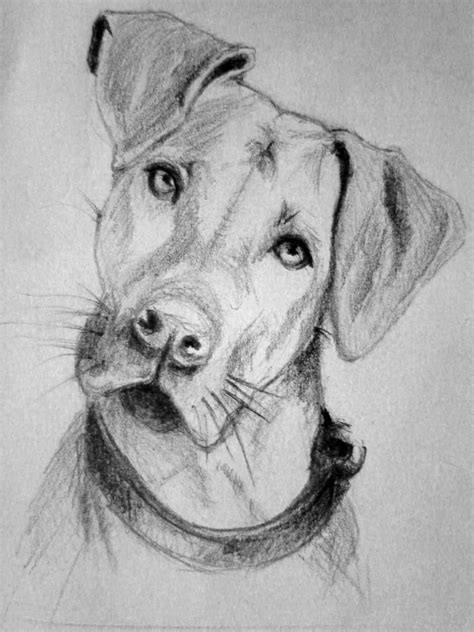 Dog Sketch By Fabianomanko On Deviantart Dog Sketch Realistic Animal