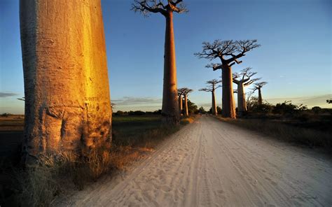 Baobab Trees Madagascar Hd Wallpaper Background Image 2560x1600