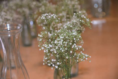 Babys Breath How To Plant Grow And Care For Babys Breath Flowers
