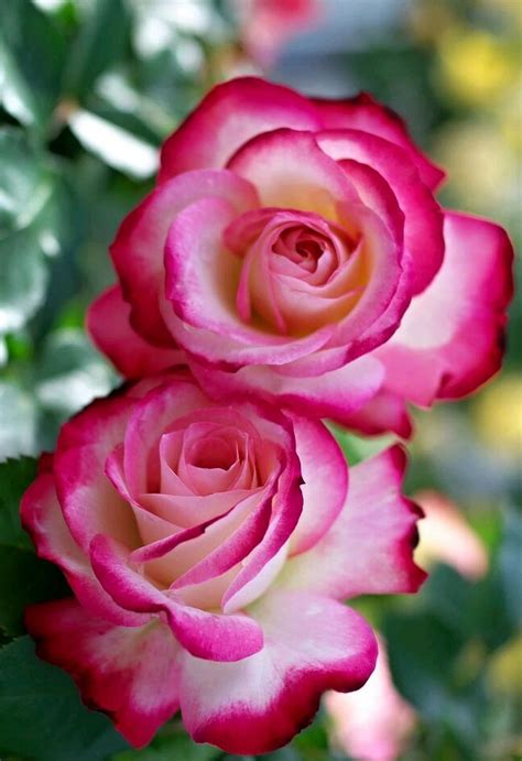 Pin By Sumana Bhattacharya On Pretty Roses Amazing Flowers