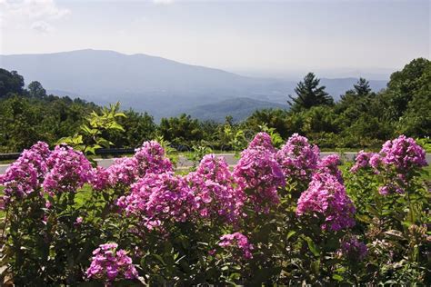 Pink Flowers In The Mountains Stock Photo Image Of Nature Forest