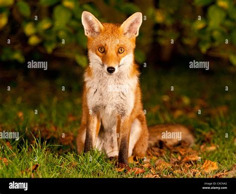 Red Fox Sitting Staring Vulpes Vulpes Stock Photo Alamy