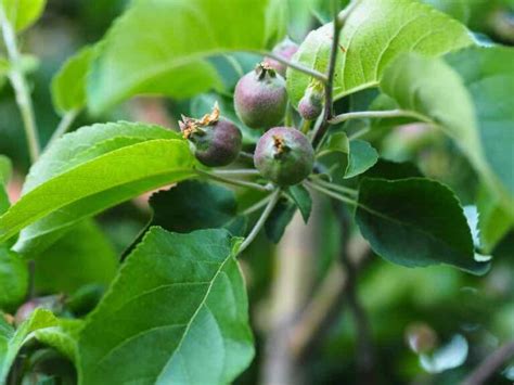 All About Envy Apples Minneopa Orchards