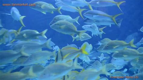 Underwater Marine Life 3 Hd Collage Video