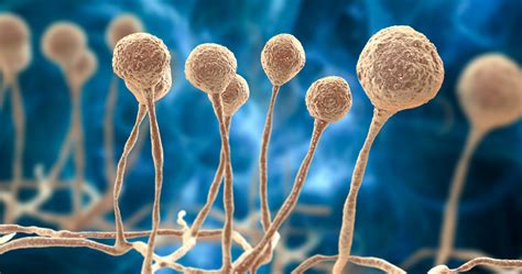 Tinea Cruris Sintomas Diagnósticos Diferenciais E Tratamento Pebmed