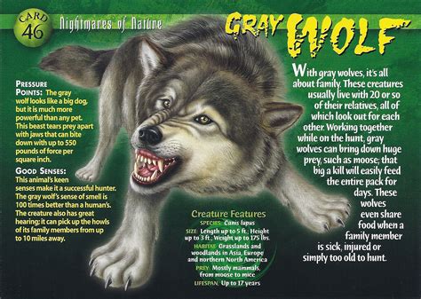 Gray Wolf Weird N Wild Creatures Wiki Fandom
