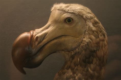 The Dodo A Gallery On Flickr