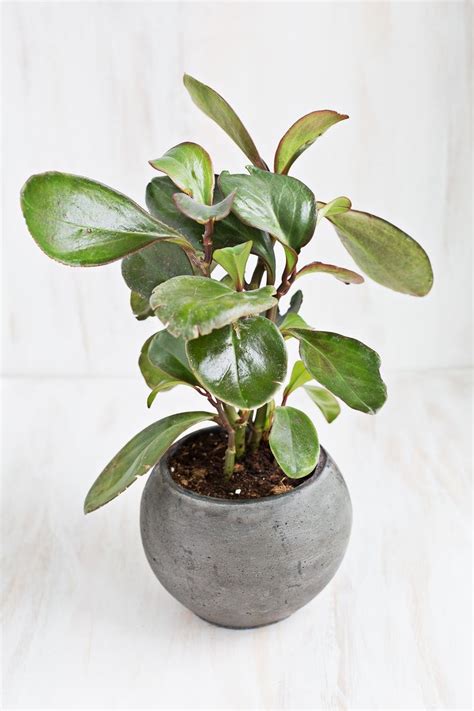 The rubber plant is an amazing indoor houseplant and is simple to care for. 6 Stylish Houseplants That Are Safe For Cats And Dogs
