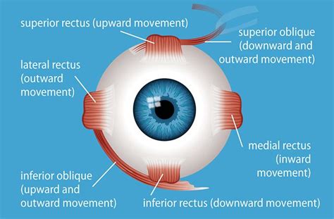 Eye Muscles All About Vision
