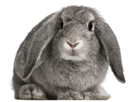 New federal laws banning cosmetic testing on animals