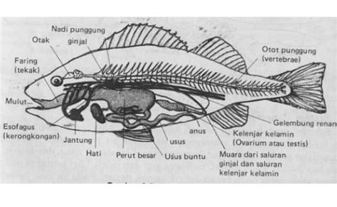 36 Anatomi Ikan Mas Pictures Girishr Kumar Otosection