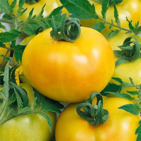Fried Green Tomato F1 Hybrid Tomato Seeds 300 Mg Packet ~70 Seeds