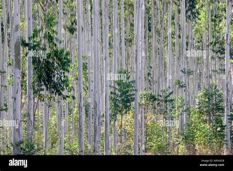 Eucalyptus Eucalyptus Spec Forest Monoculture South Africa